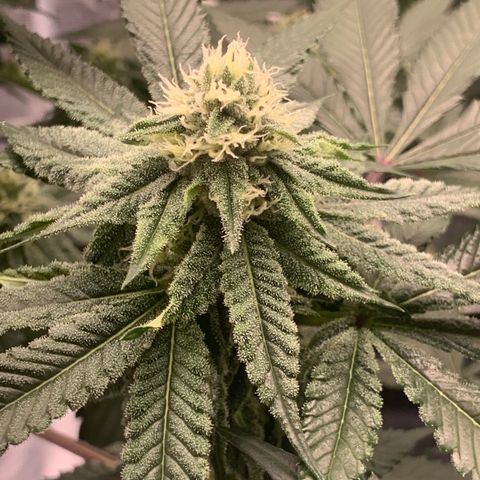 Gelonade 2 growlog timeline photo