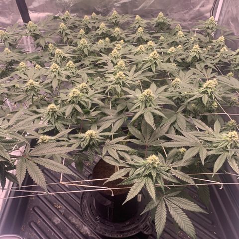 Gelonade 2 growlog timeline photo