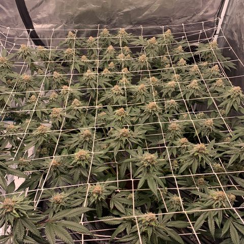 Gelonade 2 growlog timeline photo