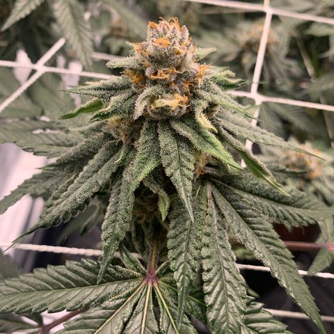 Gelonade 2 growlog timeline photo