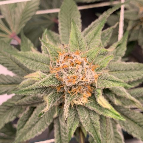 Gelonade 2 growlog timeline photo