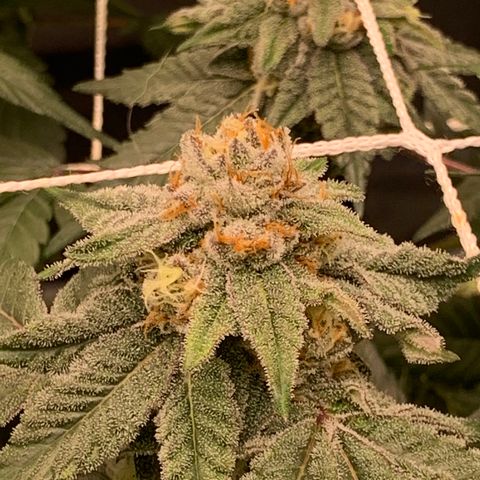 Gelonade 2 growlog timeline photo