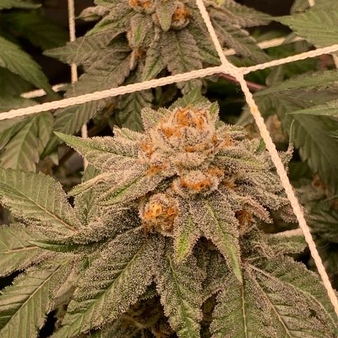 Gelonade 2 growlog timeline photo