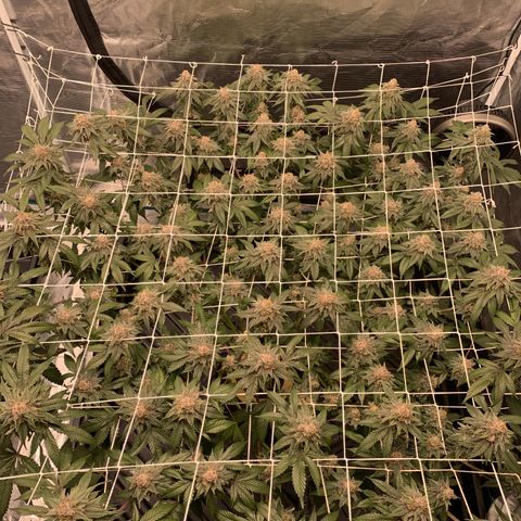 Gelonade 2 growlog timeline photo