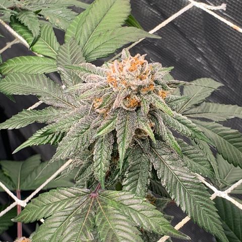 Gelonade 2 growlog timeline photo