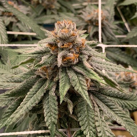 Gelonade 2 growlog timeline photo