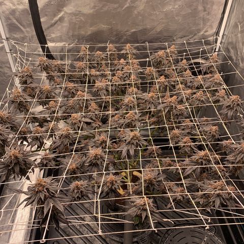 Gelonade 2 growlog timeline photo