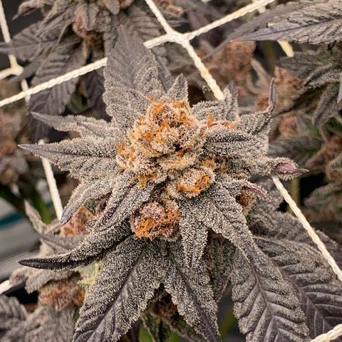 Gelonade 2 growlog timeline photo