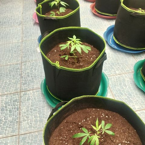 รอบ สอง growlog timeline photo