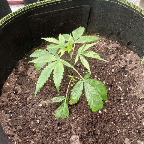 รอบ สอง growlog photo: start 