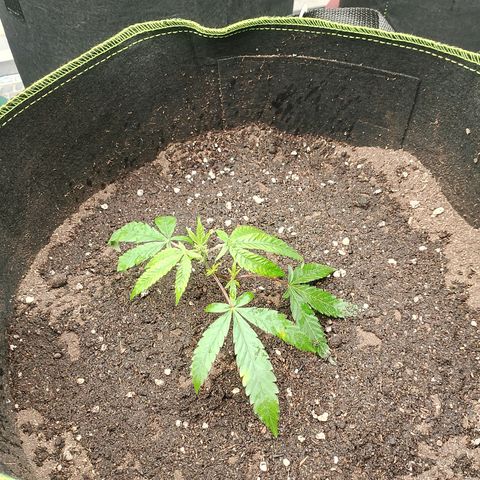 รอบ สอง growlog photo: start 