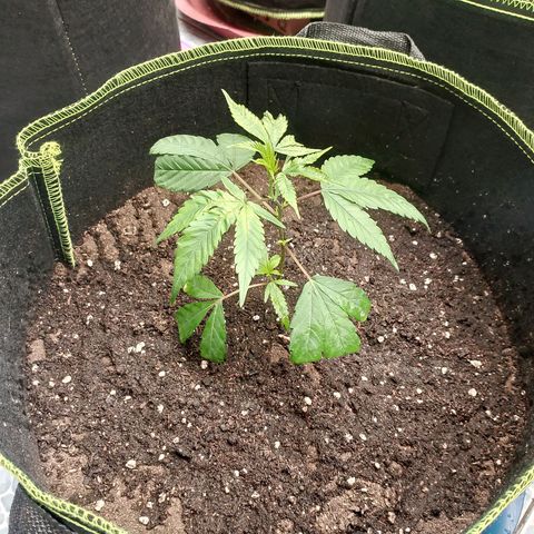 รอบ สอง growlog photo: start 