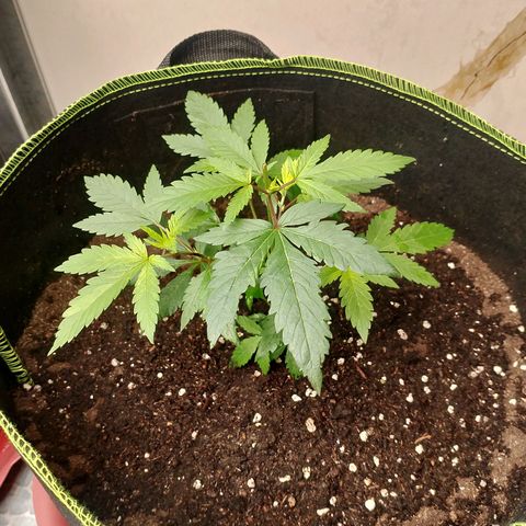 รอบ สอง growlog photo: start 