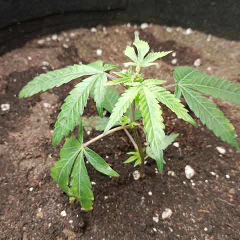 รอบ สอง growlog timeline photo