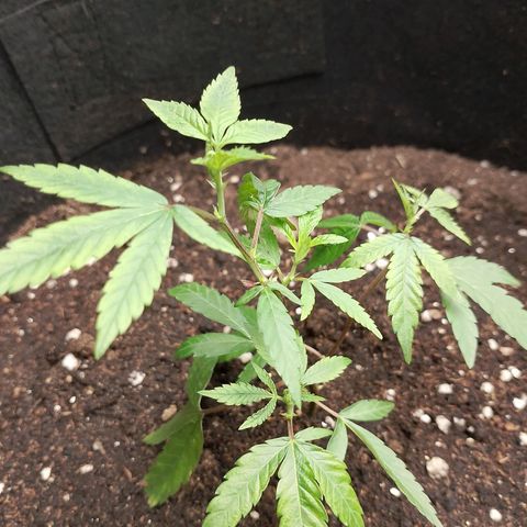 รอบ สอง growlog timeline photo