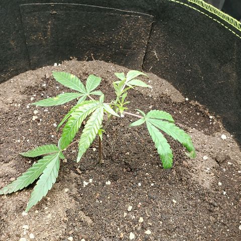 รอบ สอง growlog timeline photo