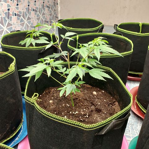 รอบ สอง growlog timeline photo