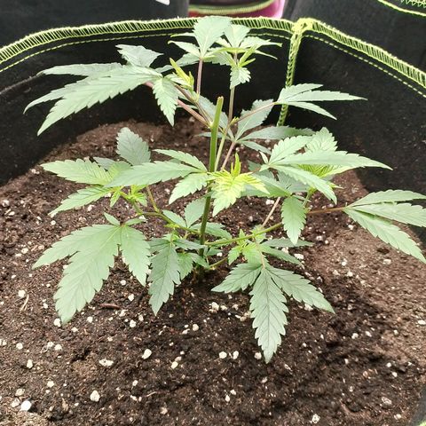 รอบ สอง growlog timeline photo