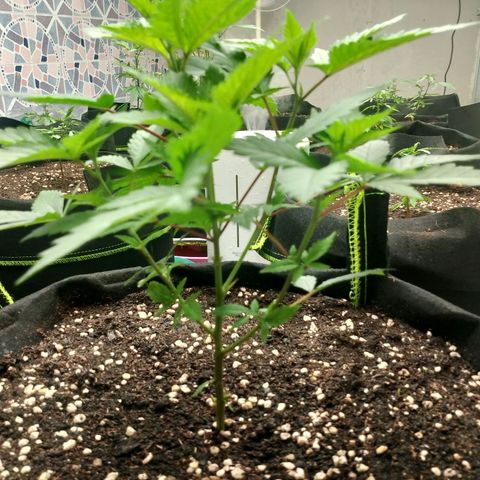 รอบ สอง growlog timeline photo