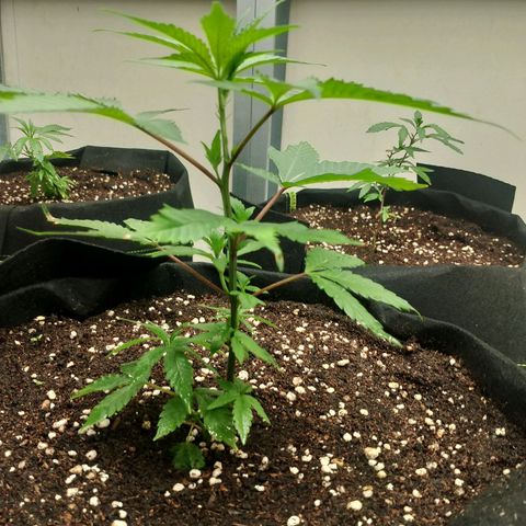 รอบ สอง growlog timeline photo
