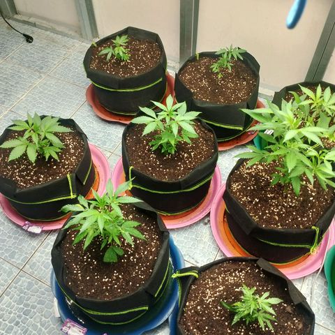 รอบ สอง growlog timeline photo