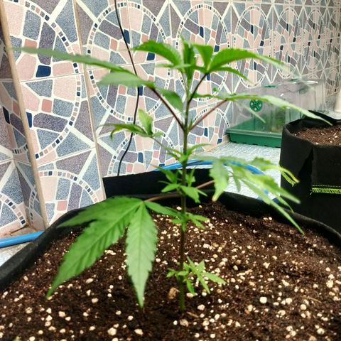 รอบ สอง growlog timeline photo
