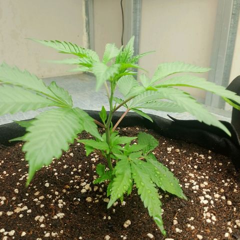 รอบ สอง growlog timeline photo