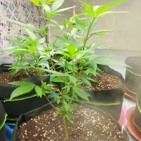 รอบ สอง growlog timeline photo