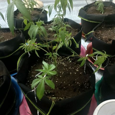 รอบ สอง growlog photo: ดัด งอ โค้ง
