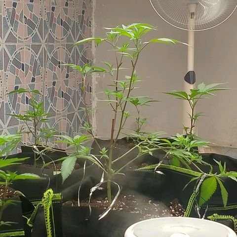 รอบ สอง growlog photo: ปรับไฟ