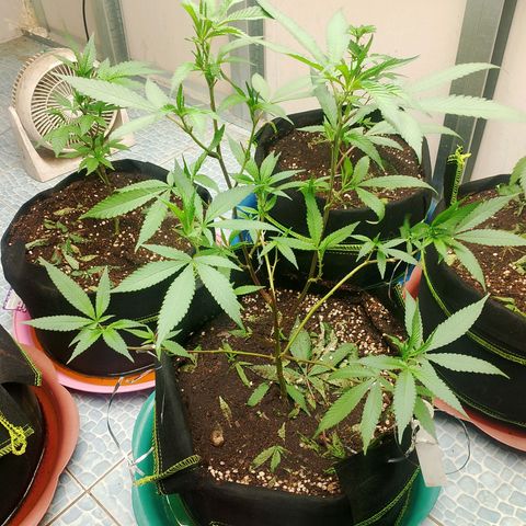 รอบ สอง growlog timeline photo
