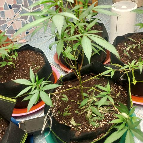 รอบ สอง growlog timeline photo