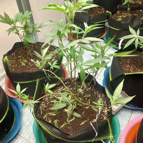 รอบ สอง growlog timeline photo