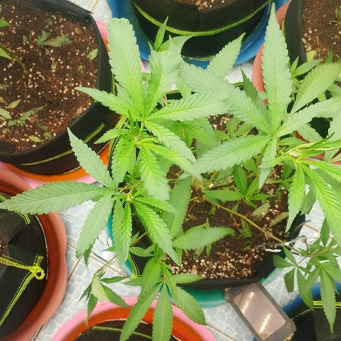 รอบ สอง growlog timeline photo
