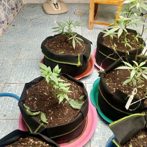 รอบ สอง growlog timeline photo