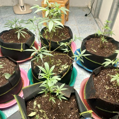 รอบ สอง growlog timeline photo