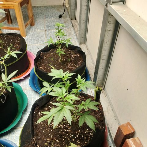 รอบ สอง growlog timeline photo