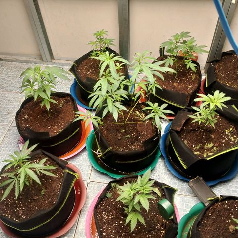 รอบ สอง growlog timeline photo