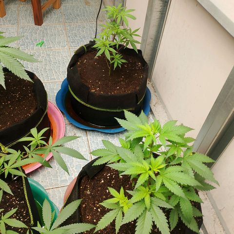 รอบ สอง growlog timeline photo