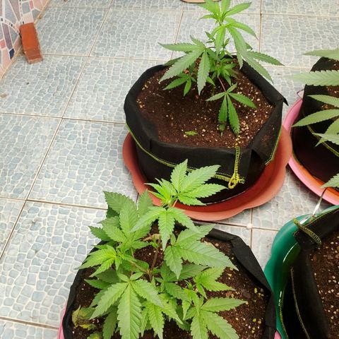 รอบ สอง growlog timeline photo