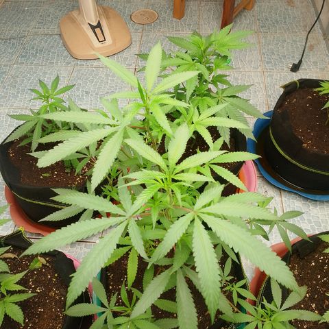 รอบ สอง growlog timeline photo