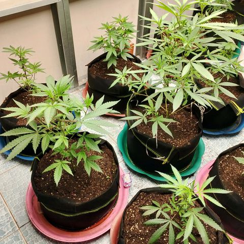 รอบ สอง growlog timeline photo