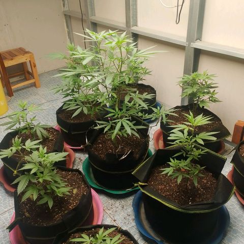 รอบ สอง growlog timeline photo