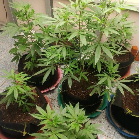 รอบ สอง growlog timeline photo