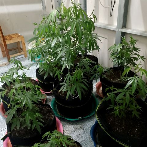 รอบ สอง growlog timeline photo
