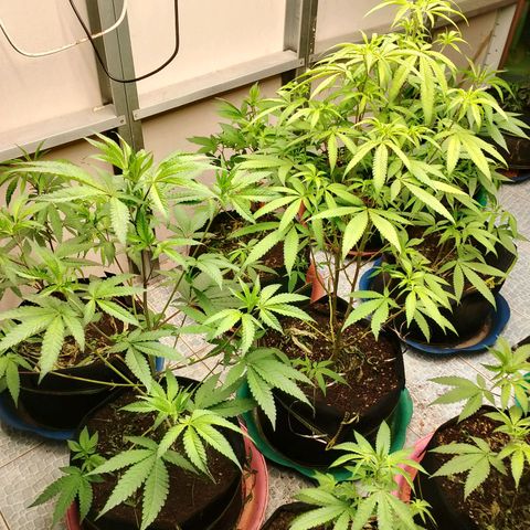 รอบ สอง growlog timeline photo