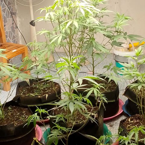 รอบ สอง growlog timeline photo