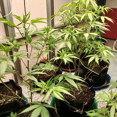 รอบ สอง growlog timeline photo