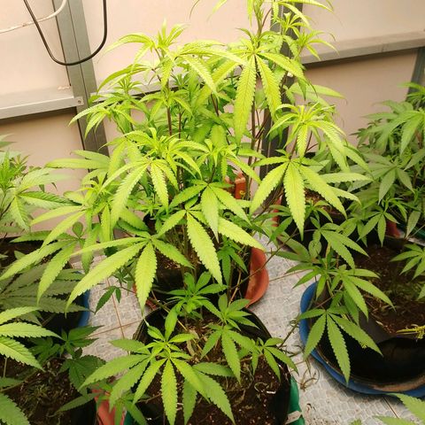 รอบ สอง growlog timeline photo