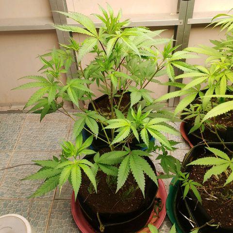 รอบ สอง growlog timeline photo